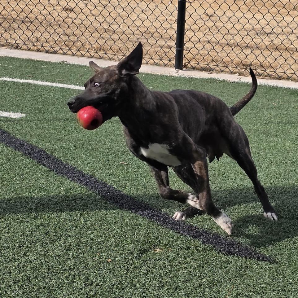 Enlarge Myah, a Adoptable mixed breed in Abilene, TX image 1/6