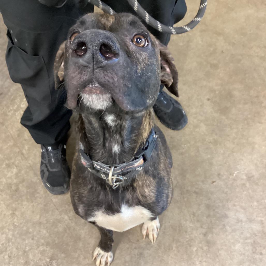 Enlarge Myah, a Adoptable mixed breed in Abilene, TX image 2/6