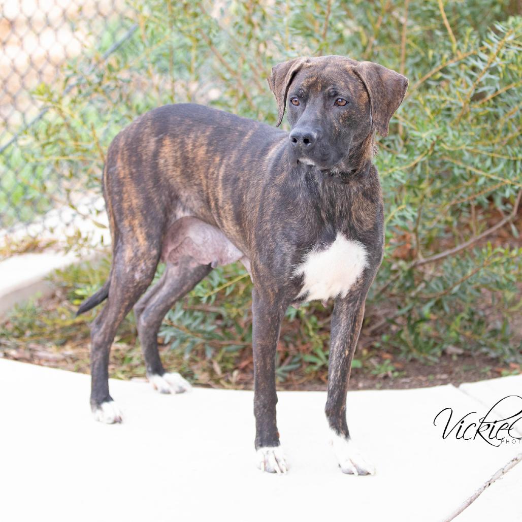 Enlarge Myah, a Adoptable mixed breed in Abilene, TX image 3/6