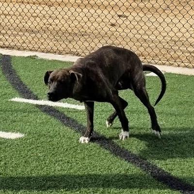 Enlarge Myah, a Adoptable mixed breed in Abilene, TX image 5/6