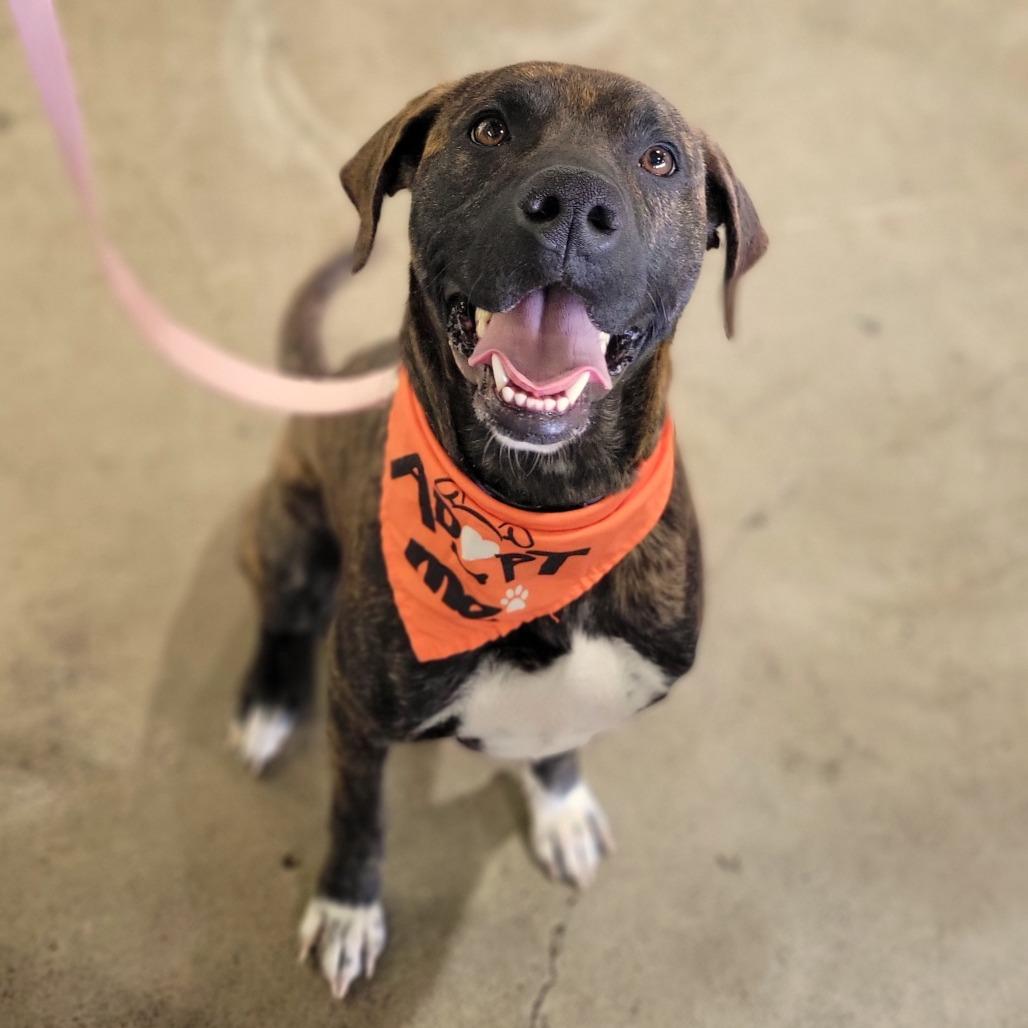 Enlarge Myah, a Adoptable mixed breed in Abilene, TX image 6/6