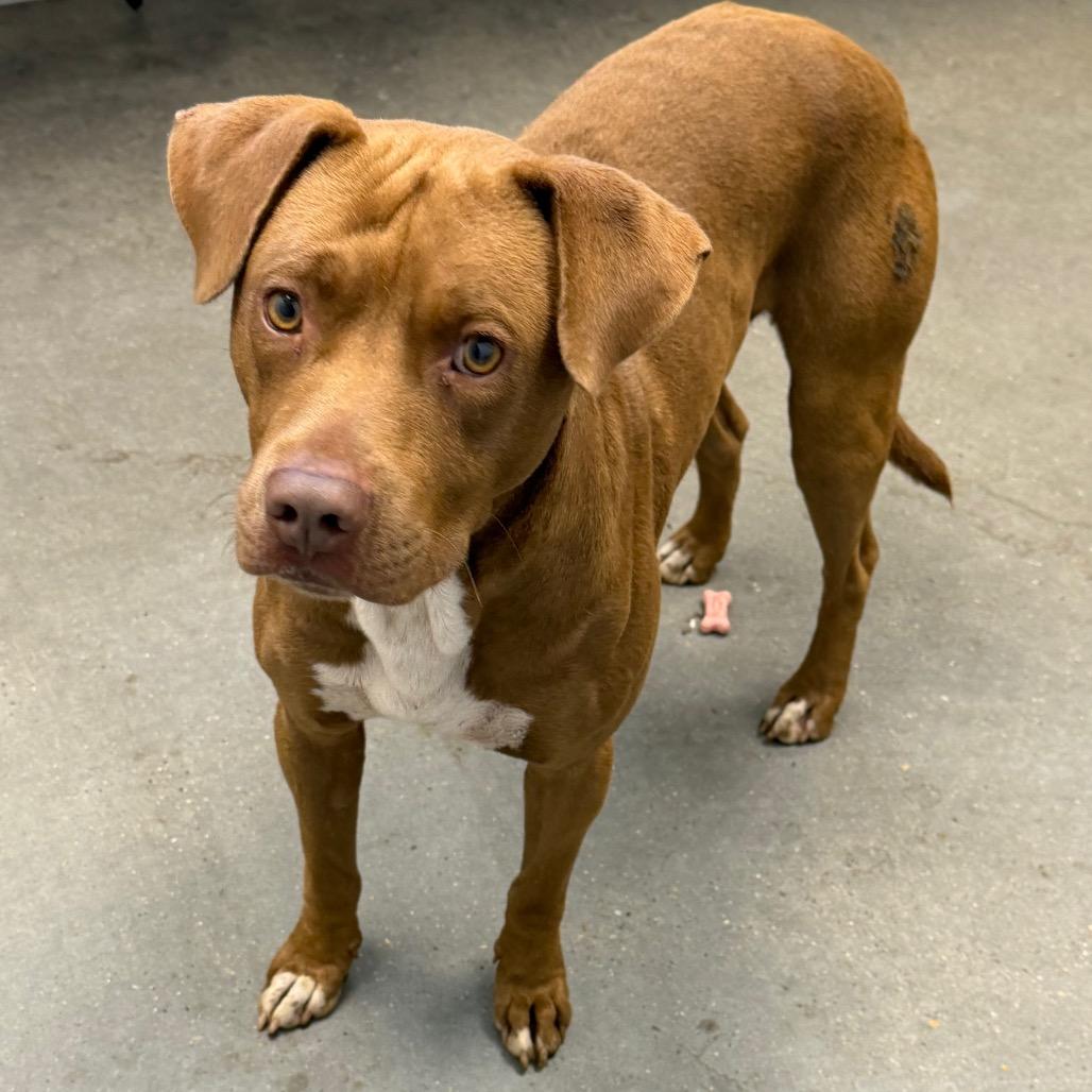 Scout, Adoptable, Adult Male Terrier & Mixed Breed.