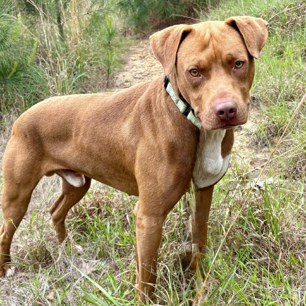 Enlarge Scout, a Adoptable mixed breed in Marshall, TX image 2/6