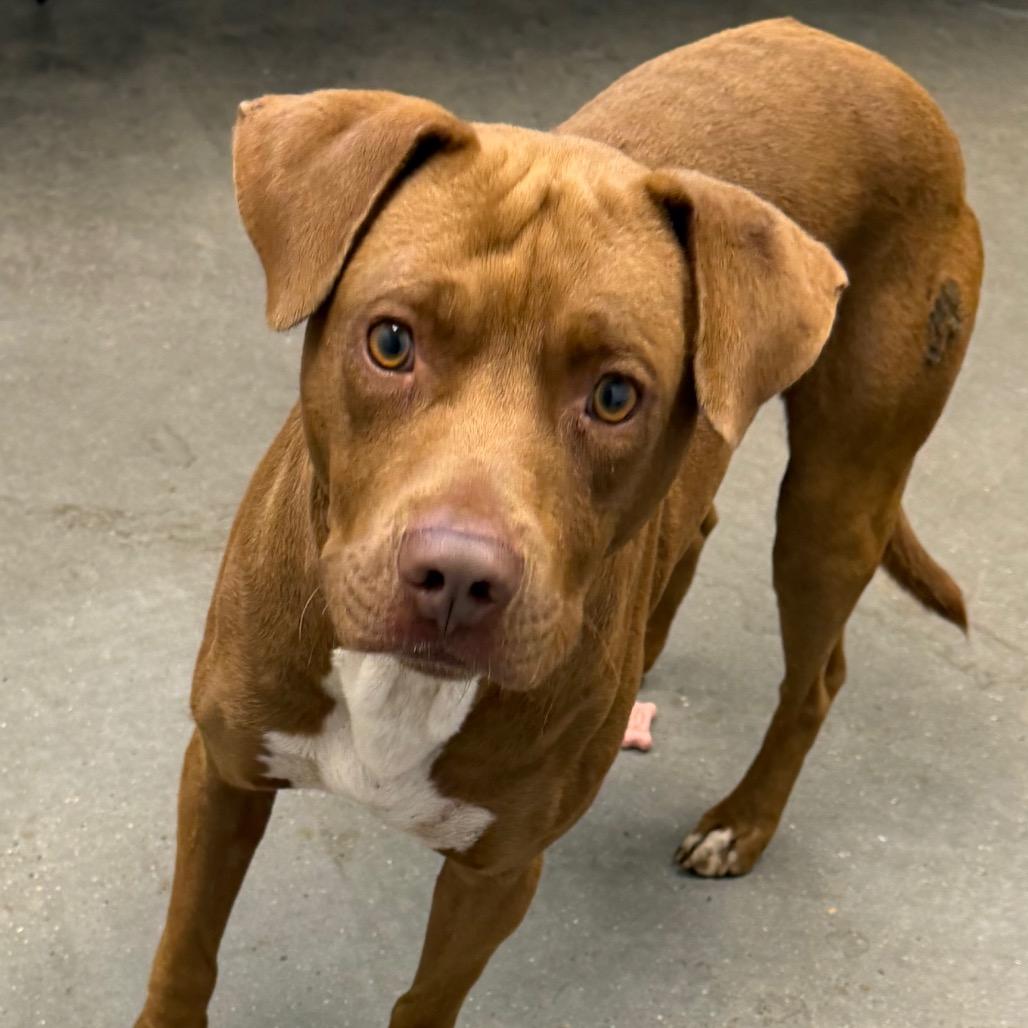 Enlarge Scout, a Adoptable mixed breed in Marshall, TX image 3/6