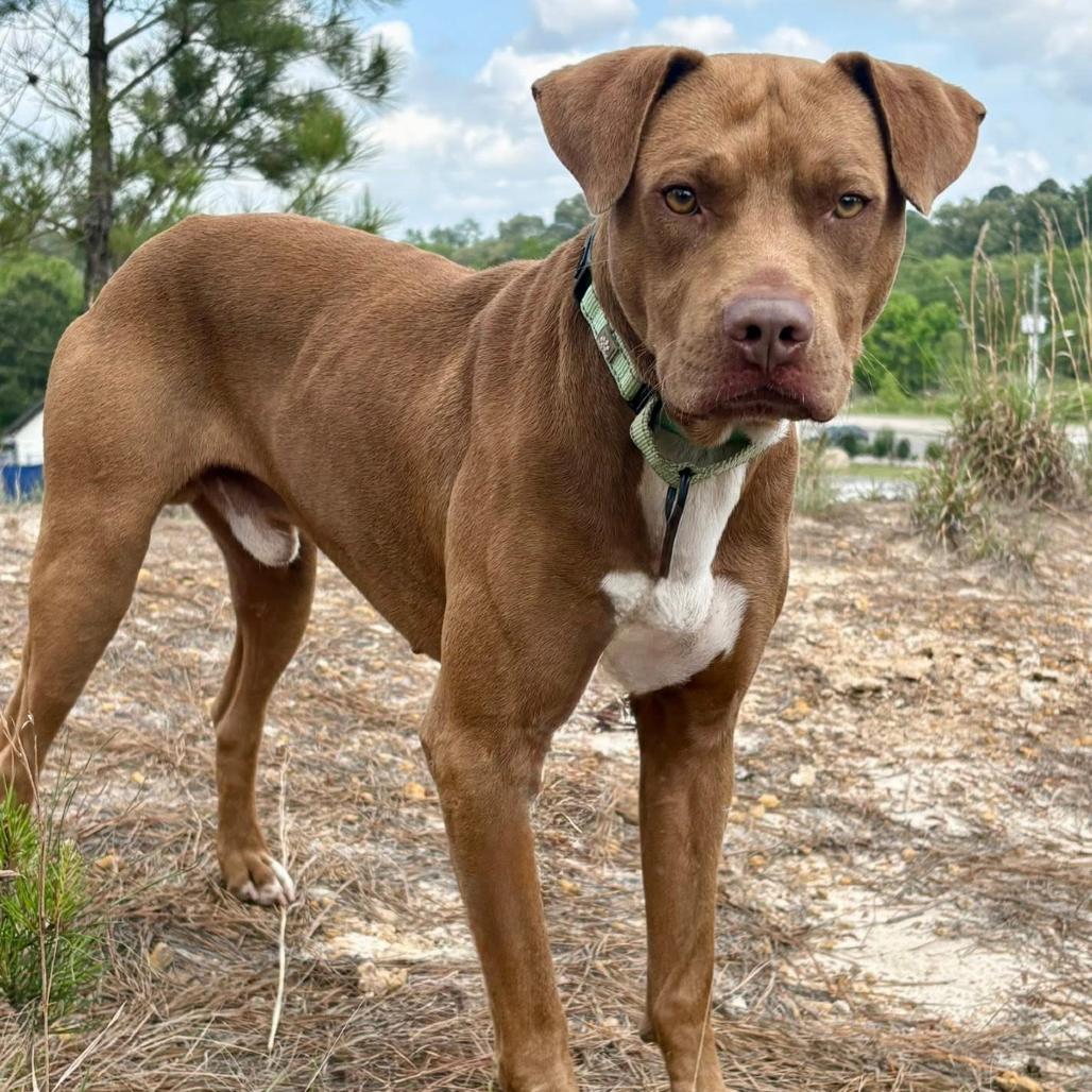 Enlarge Scout, a Adoptable mixed breed in Marshall, TX image 4/6