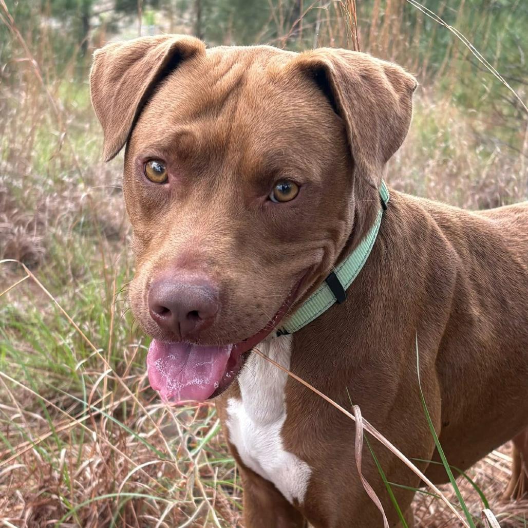 Enlarge Scout, a Adoptable mixed breed in Marshall, TX image 5/6