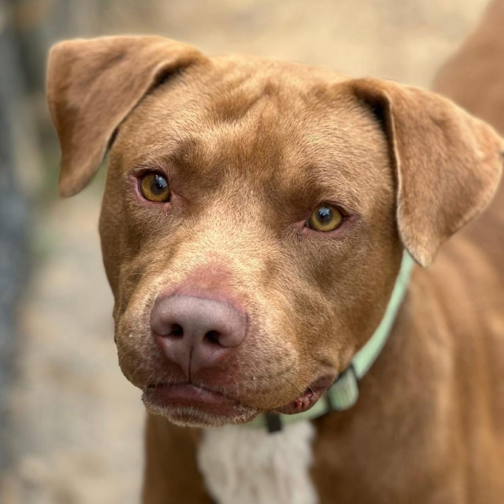 Enlarge Scout, a Adoptable mixed breed in Marshall, TX image 6/6