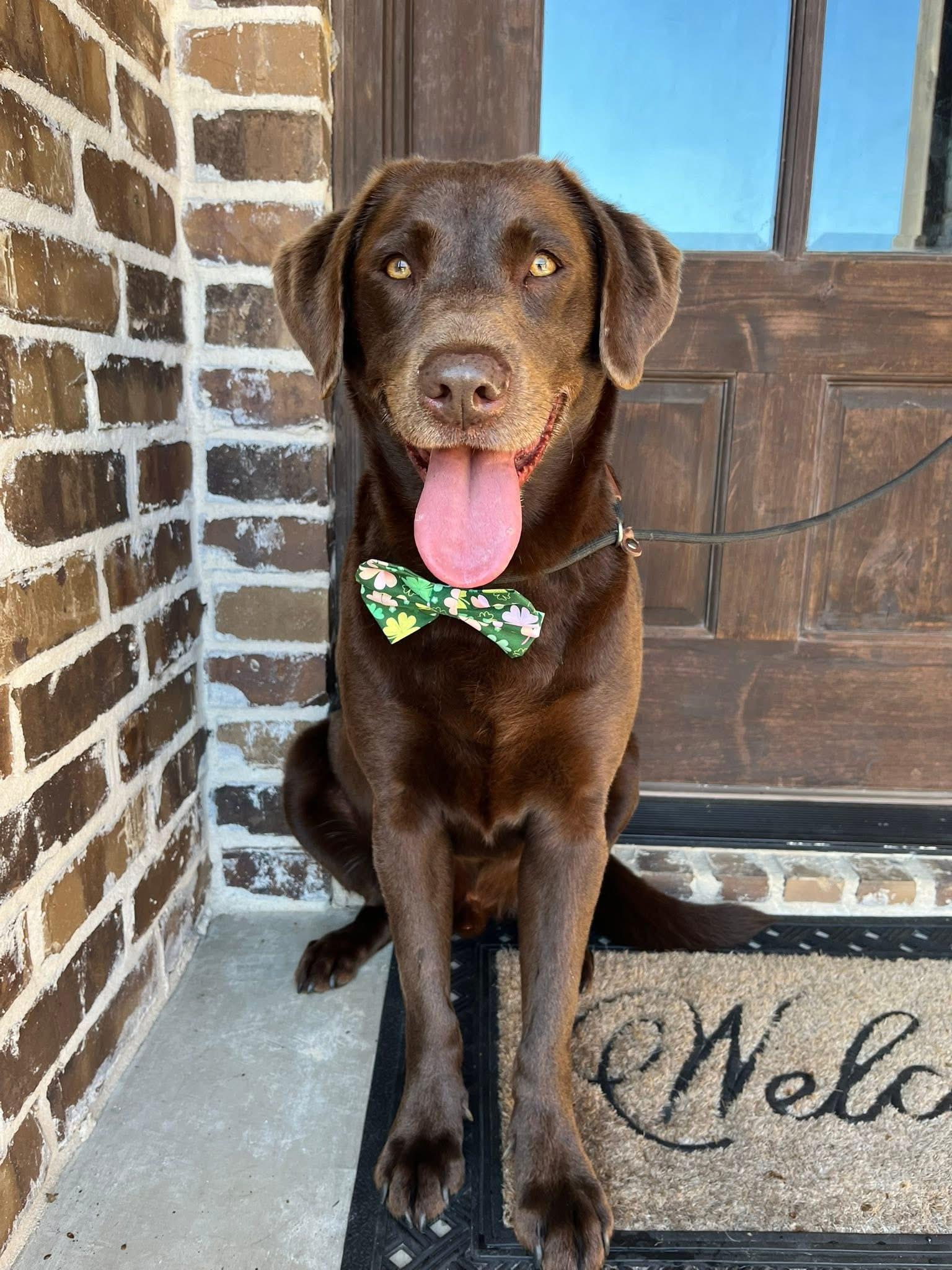 Enlarge Ace , an adopted Chocolate Labrador Retriever in Mendham, NJ image 2/3