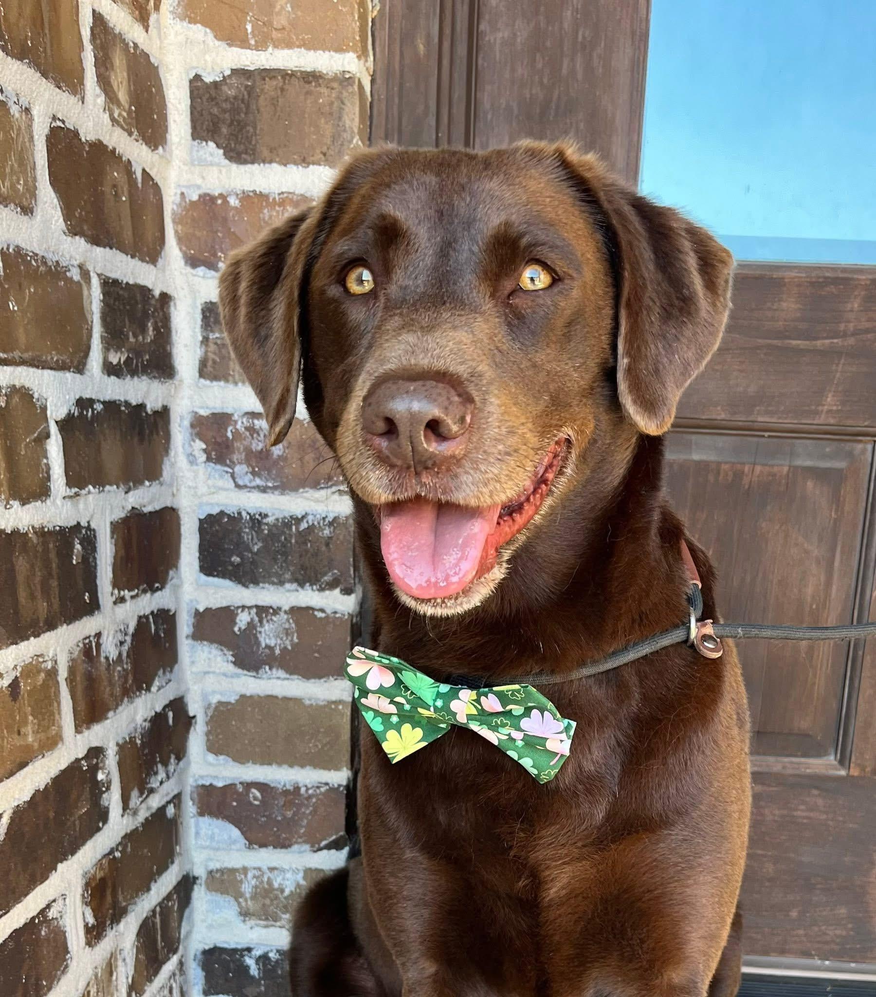 Ace , adopted, Adult Male Chocolate Labrador Retriever.