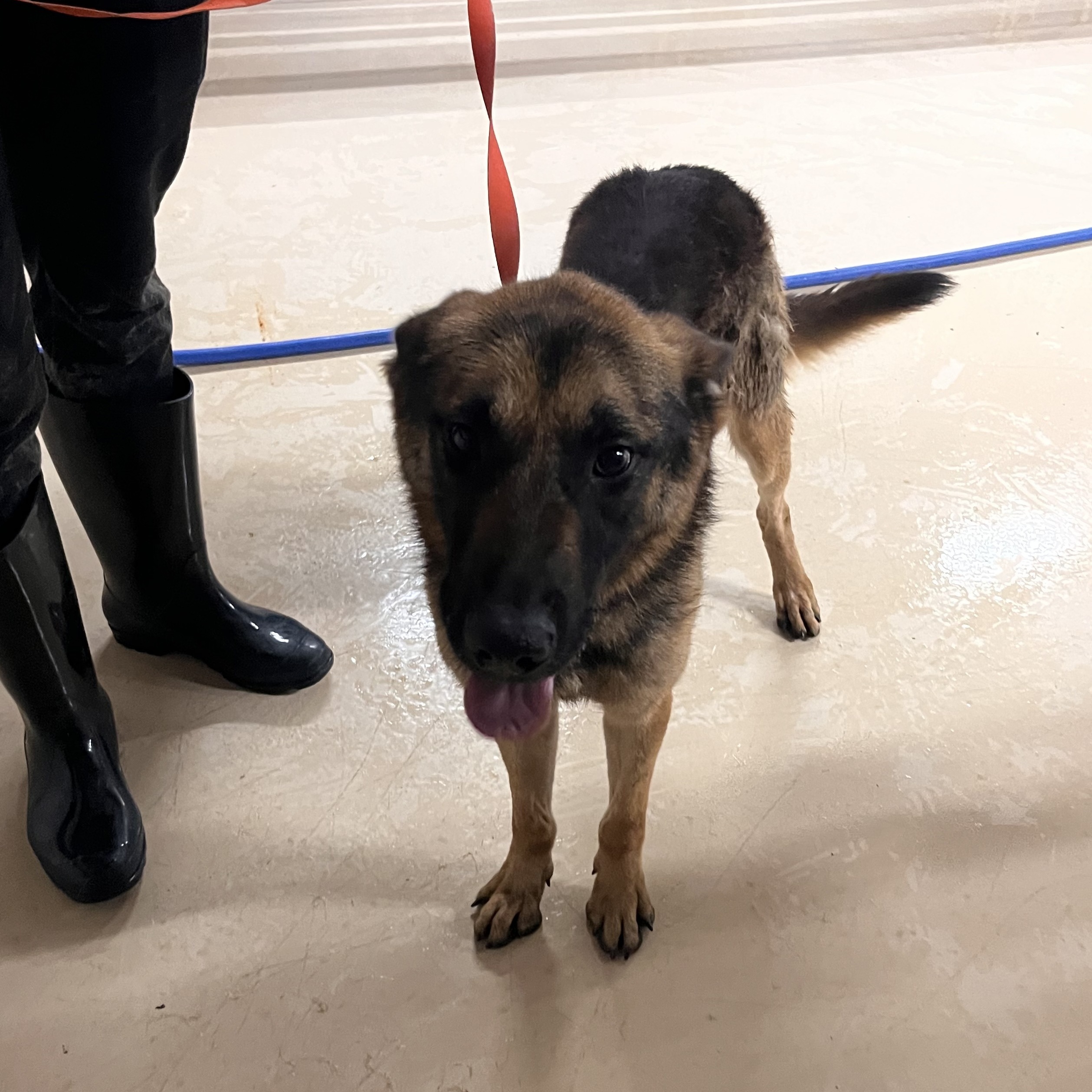 Buddy, Adoptable, Adult Male German Shepherd Dog & Shepherd.