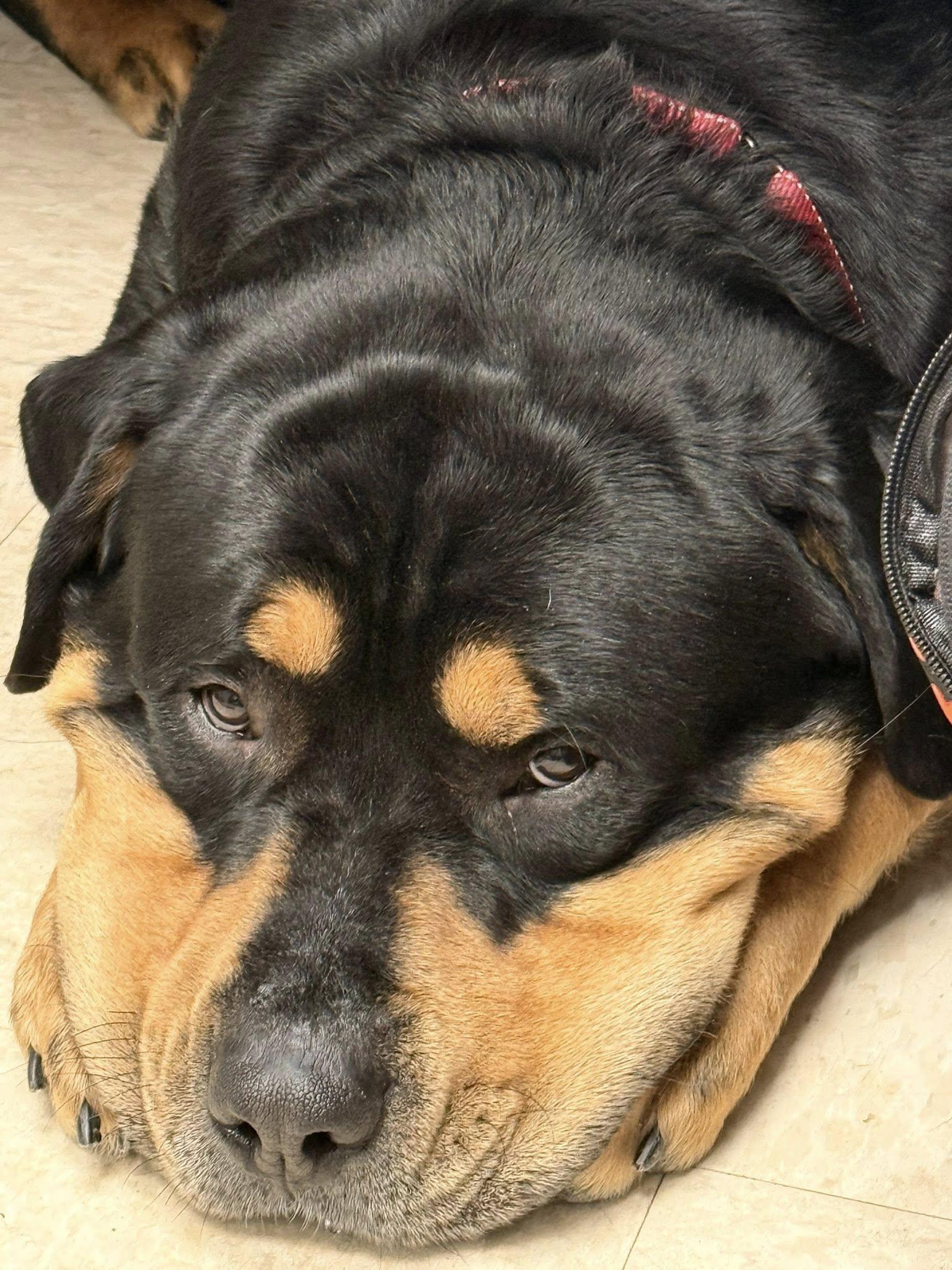 Georgie, ADOPTABLE, Adult Male Rottweiler.