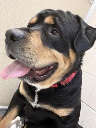 Georgie, a ADOPTABLE mixed breed in Potsdam, NY image 3/3