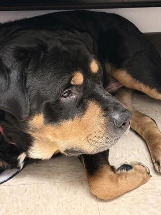 Georgie, a ADOPTABLE mixed breed in Potsdam, NY image 2/3