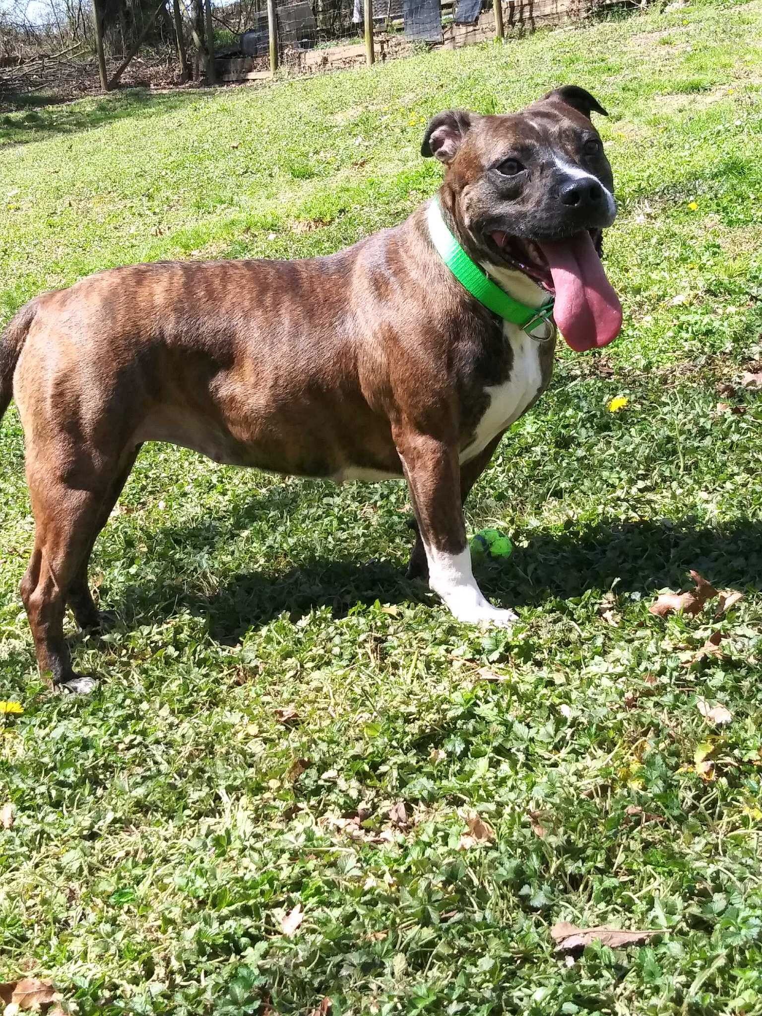 Rosie, a Adoptable mixed breed in Jasper, GA image 1/4