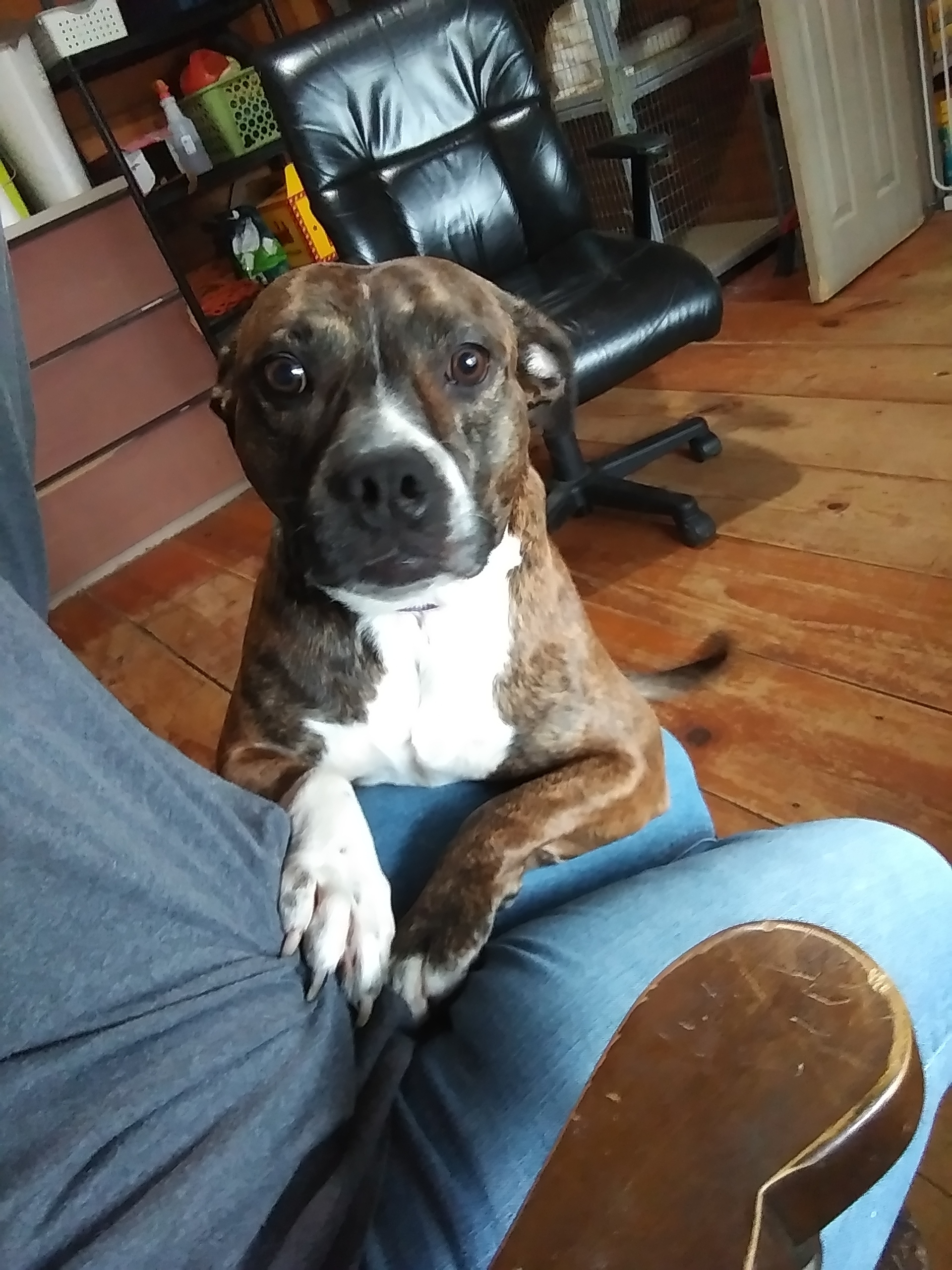 Rosie photo 3