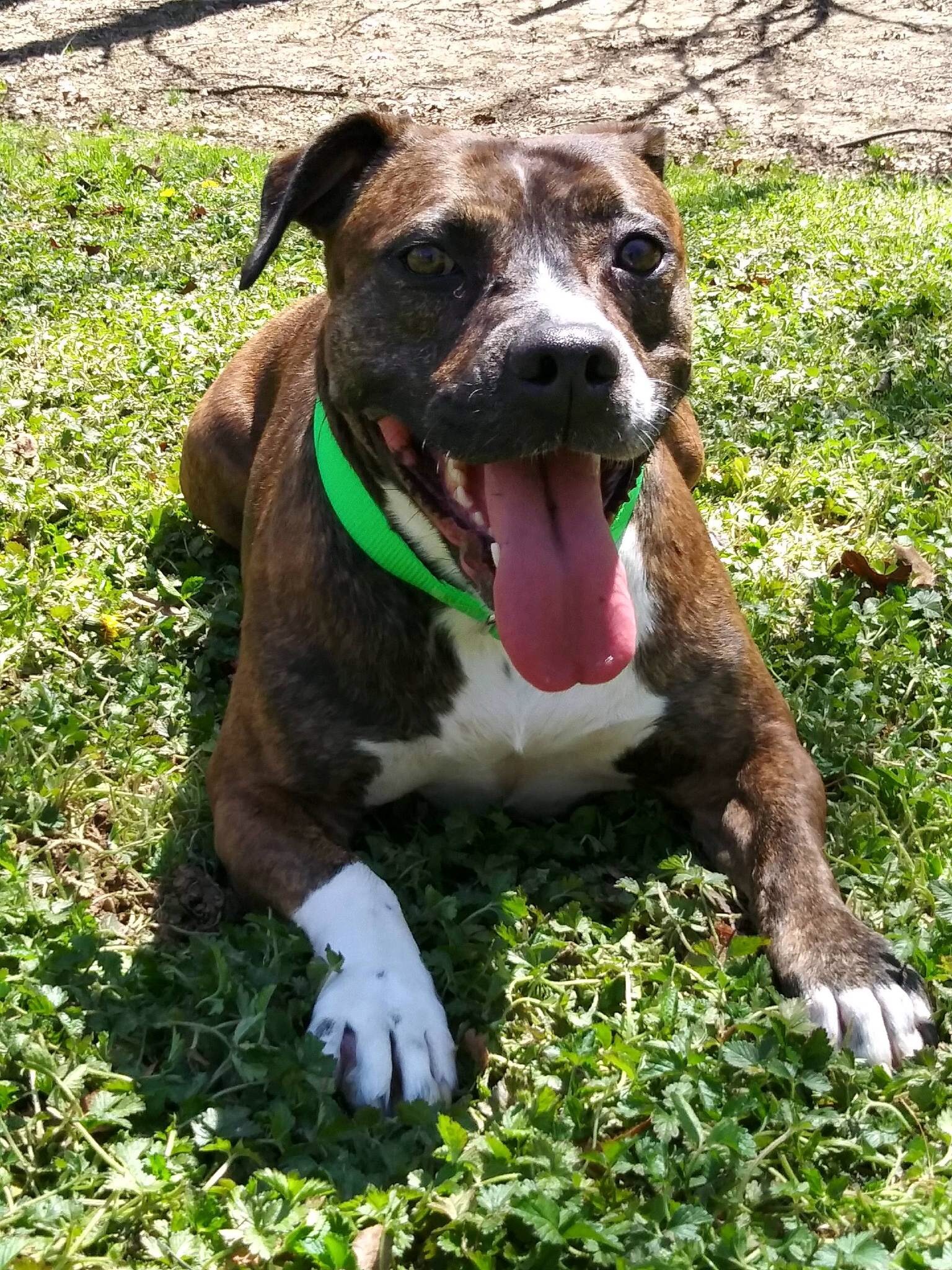 Rosie photo 1