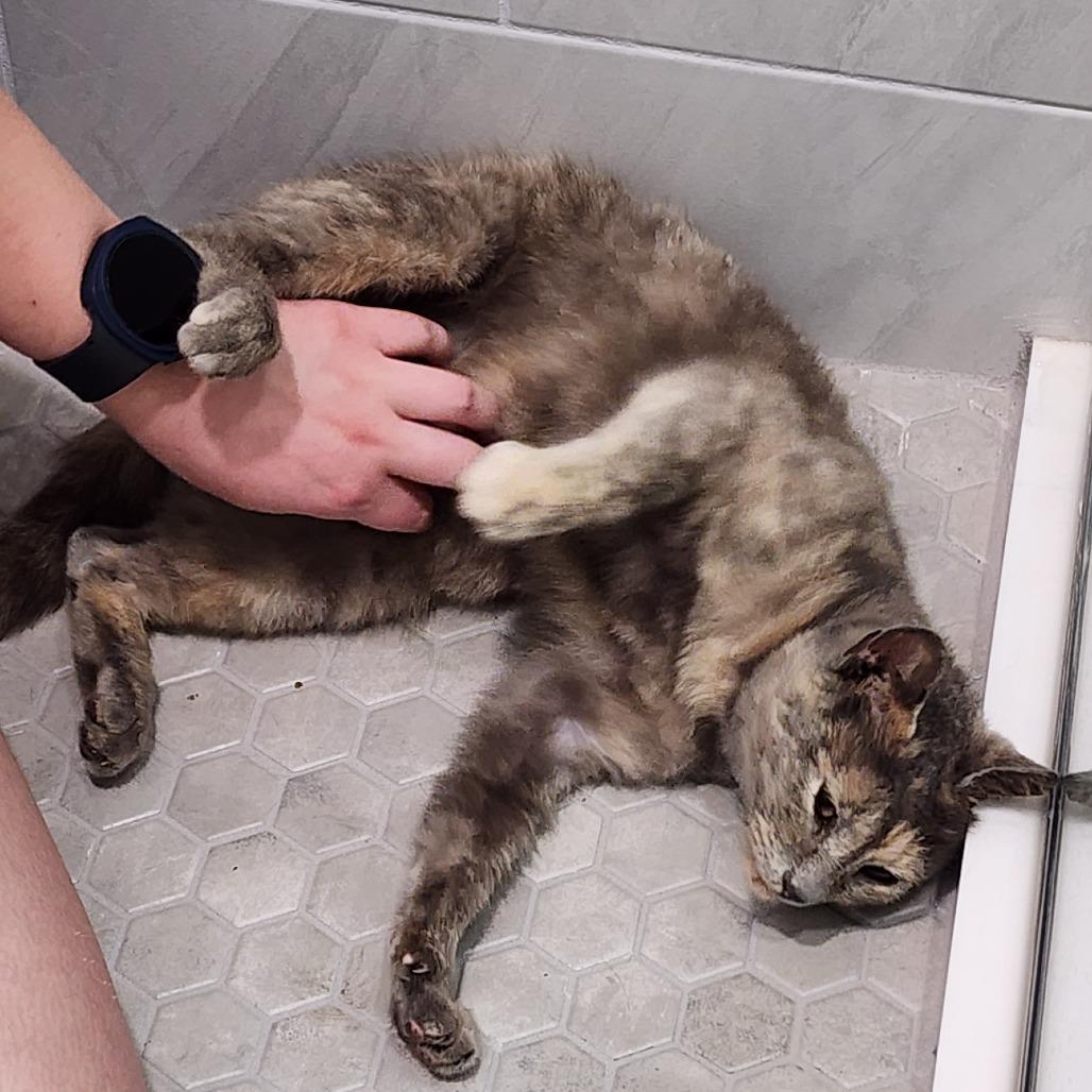 Poppy, a Adoptable Domestic Short Hair in Williston, FL image 3/6