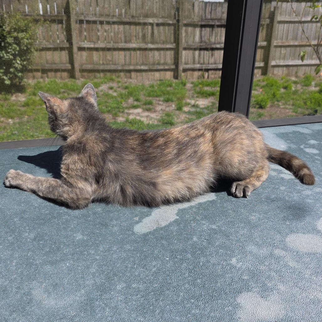 Poppy, a Adoptable Domestic Short Hair in Williston, FL image 4/6