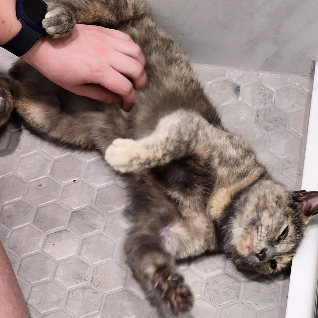 Poppy, a Adoptable Domestic Short Hair in Williston, FL image 5/6