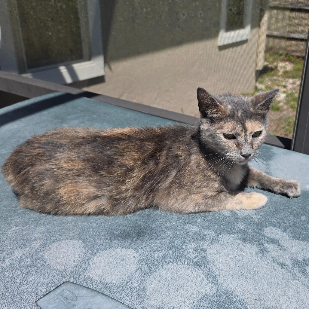 Poppy, a Adoptable Domestic Short Hair in Williston, FL image 6/6
