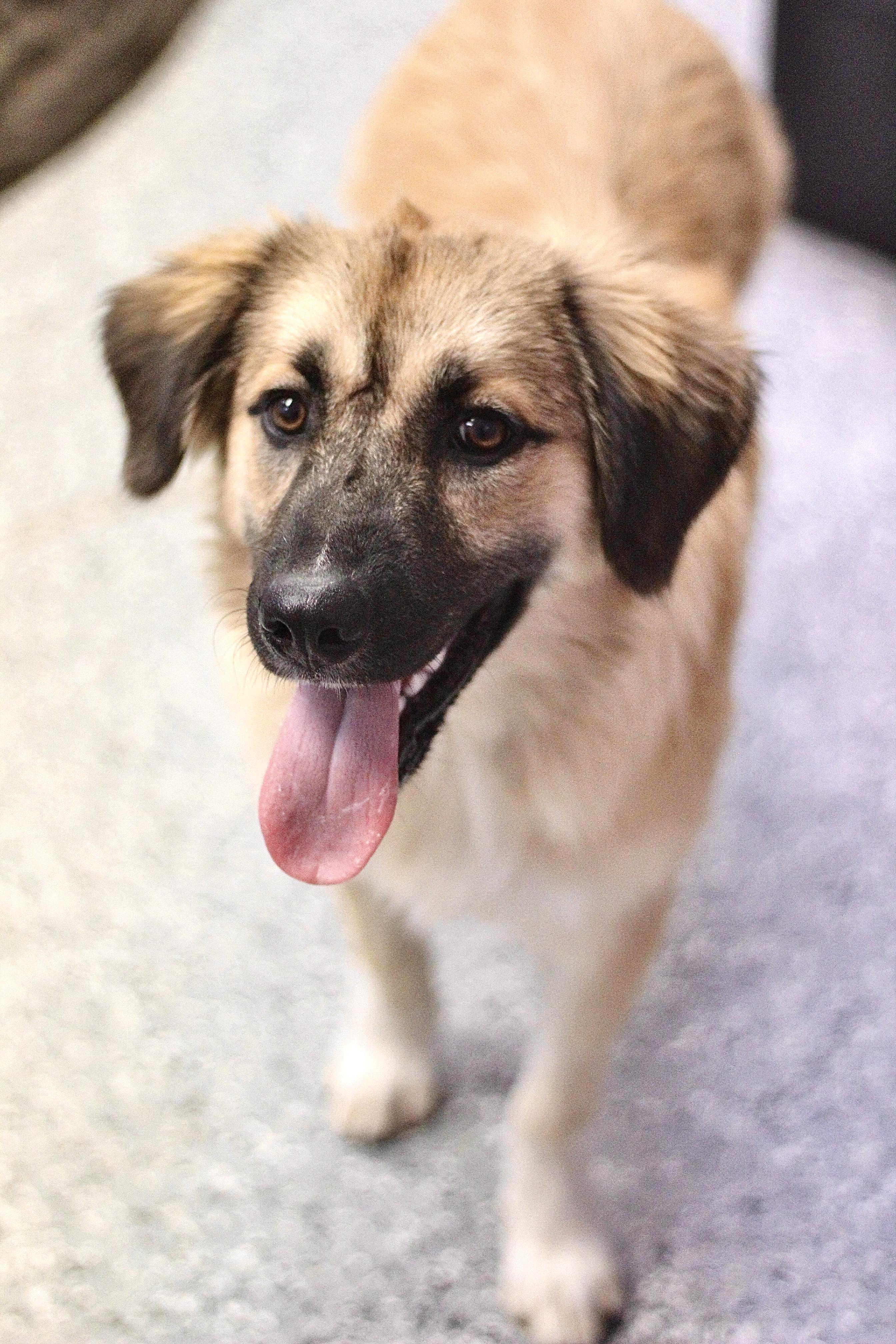 Persephone in NH! Come Meet our Adoptable Dogs Wednesday-Saturday. More info in Bio!