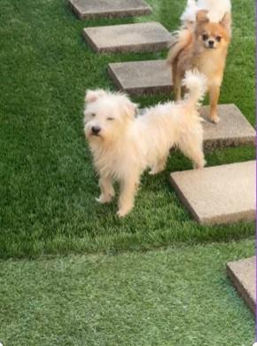 Ginger, Adopted, Young Female Chihuahua.