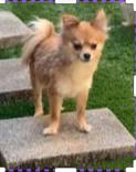 Enlarge Ginger, a Adopted Chihuahua in Hoffman Estates, IL image 3/4