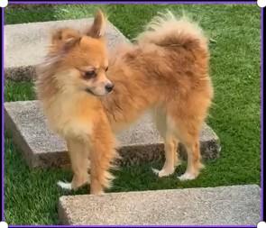 Enlarge Ginger, a Adopted Chihuahua in Hoffman Estates, IL image 4/4