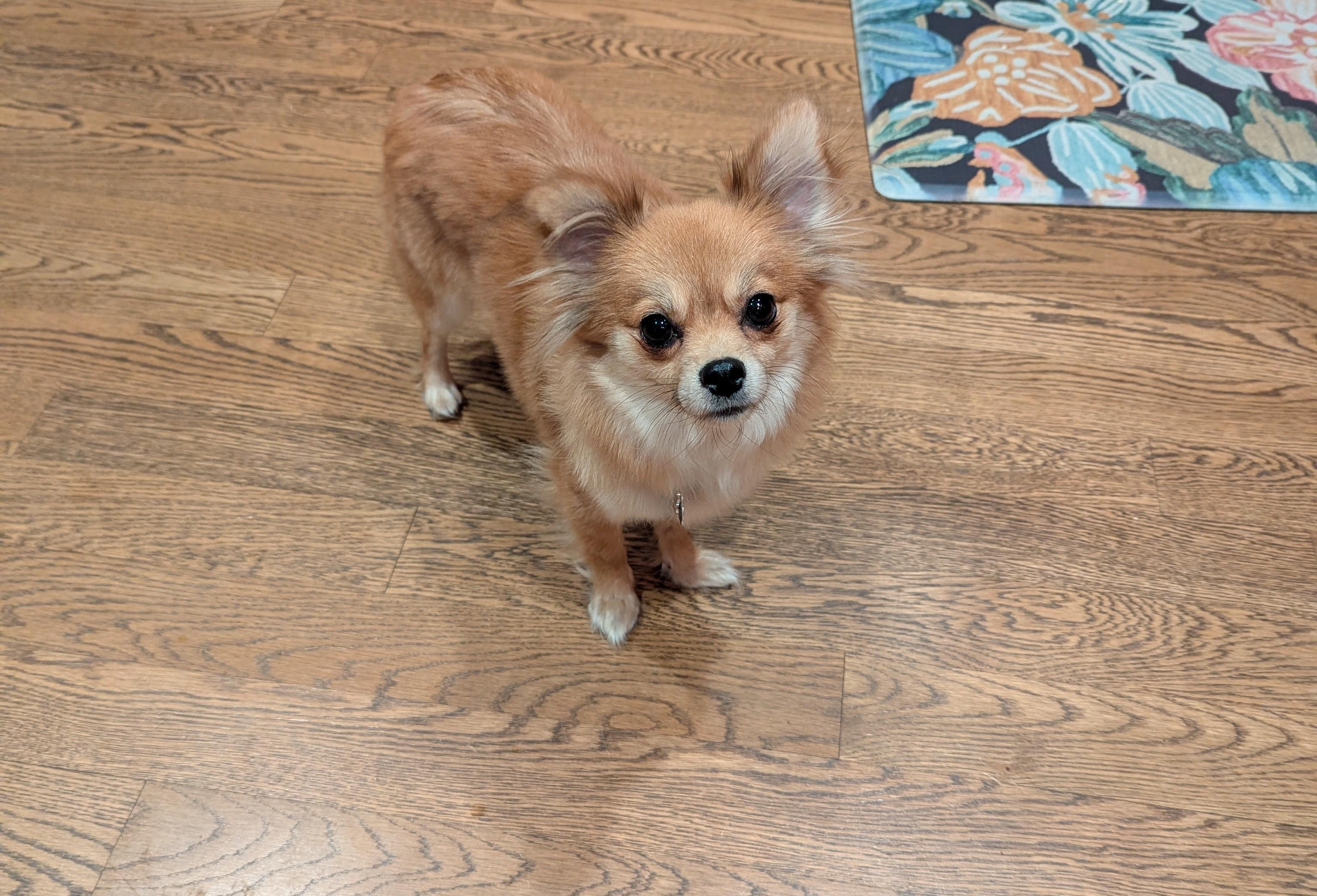 Enlarge Ginger, a Adopted Chihuahua in Hoffman Estates, IL image 1/4