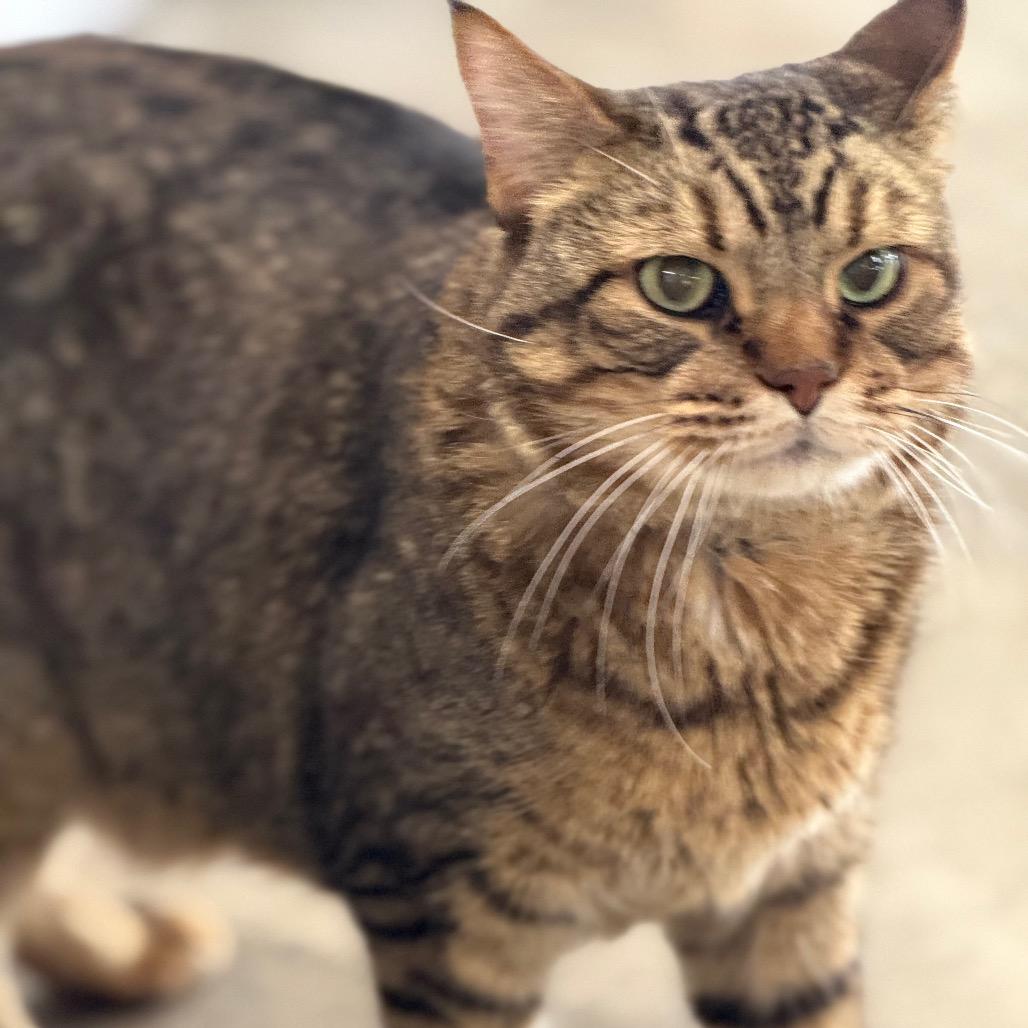 Chico, Adoptable, Senior Male Domestic Short Hair.