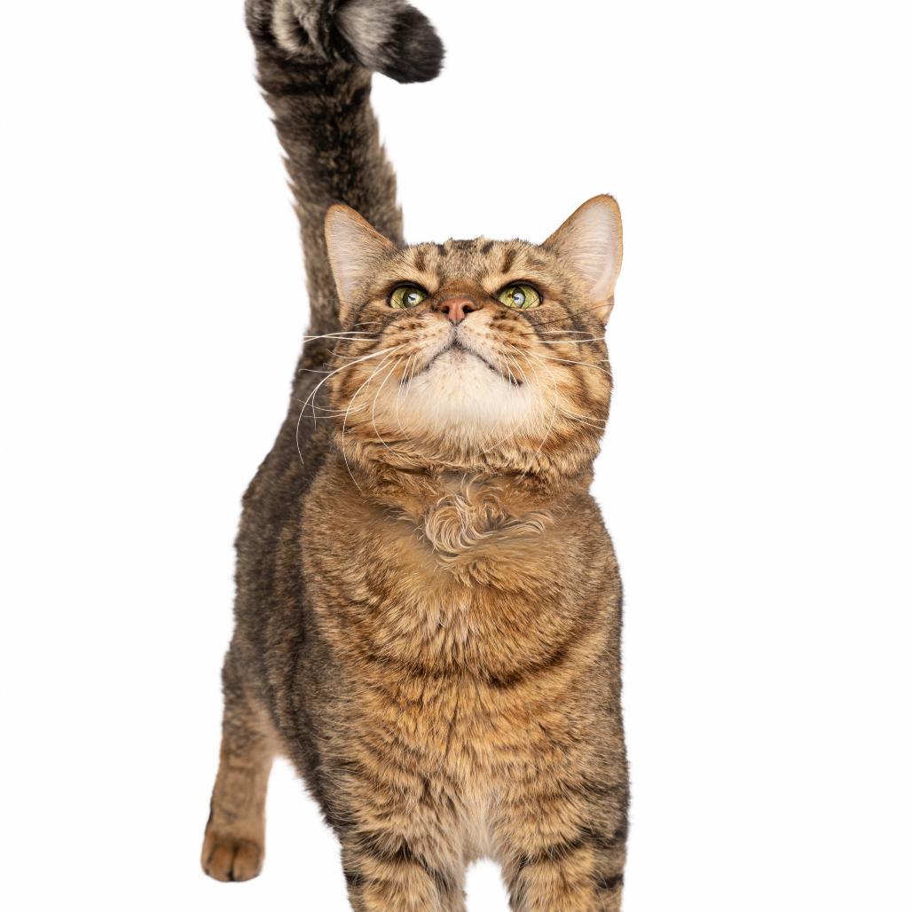 Enlarge Chico, a Adoptable Domestic Short Hair in Spanish Fork, UT image 2/6