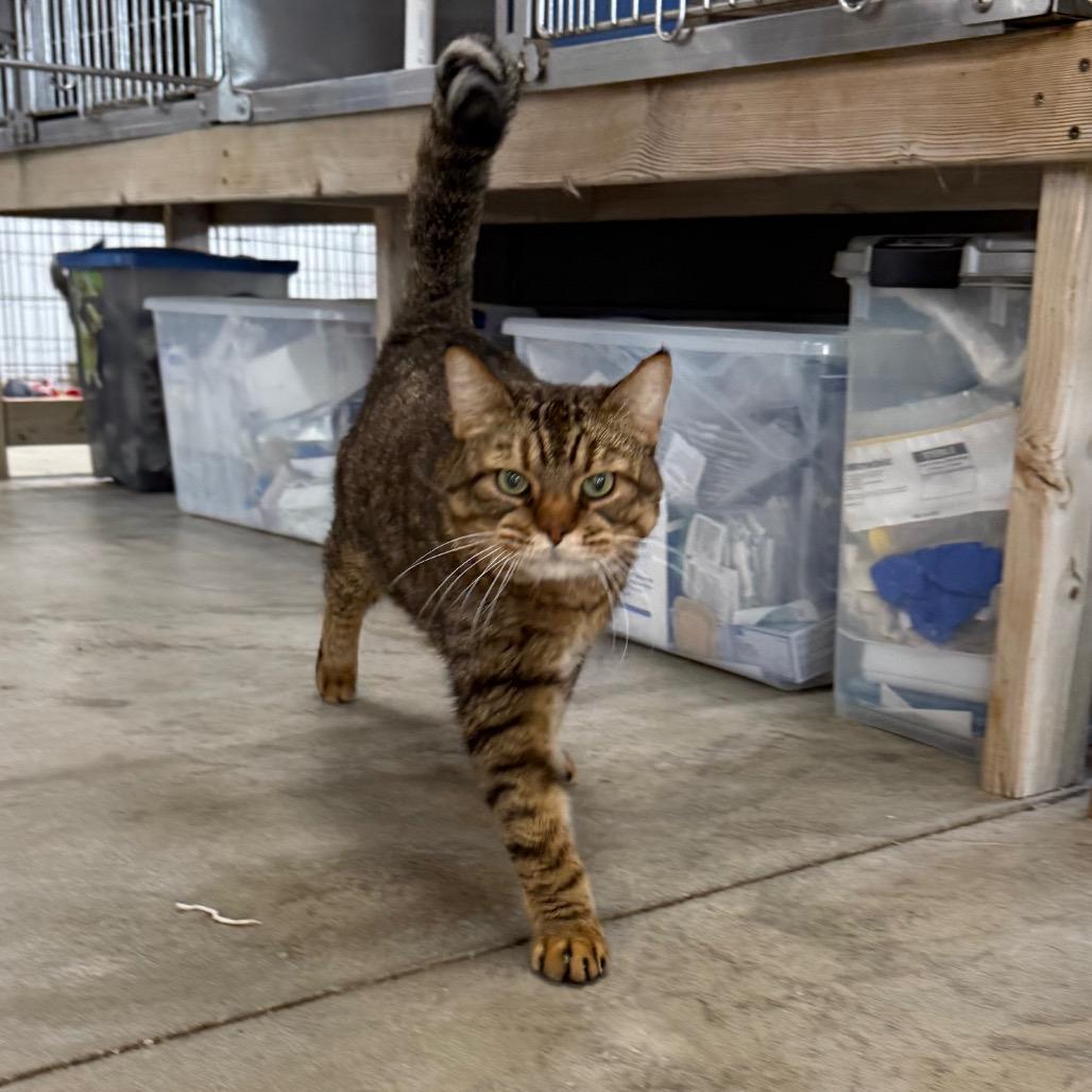 Enlarge Chico, a Adoptable Domestic Short Hair in Spanish Fork, UT image 1/6