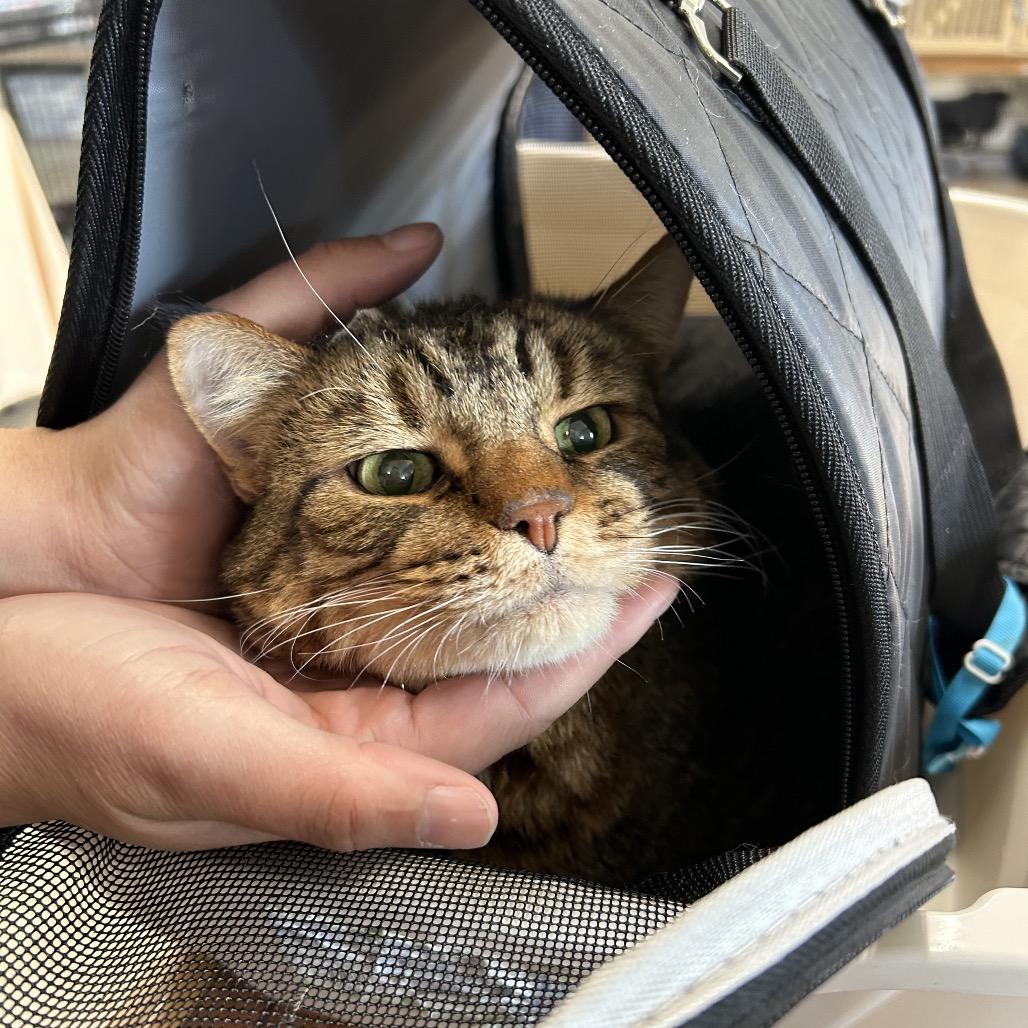 Enlarge Chico, a Adoptable Domestic Short Hair in Spanish Fork, UT image 3/6