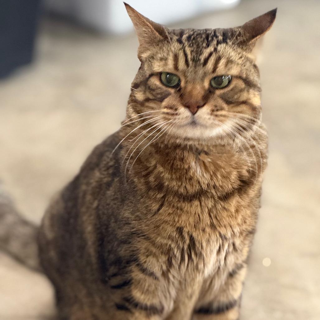 Enlarge Chico, a Adoptable Domestic Short Hair in Spanish Fork, UT image 4/6