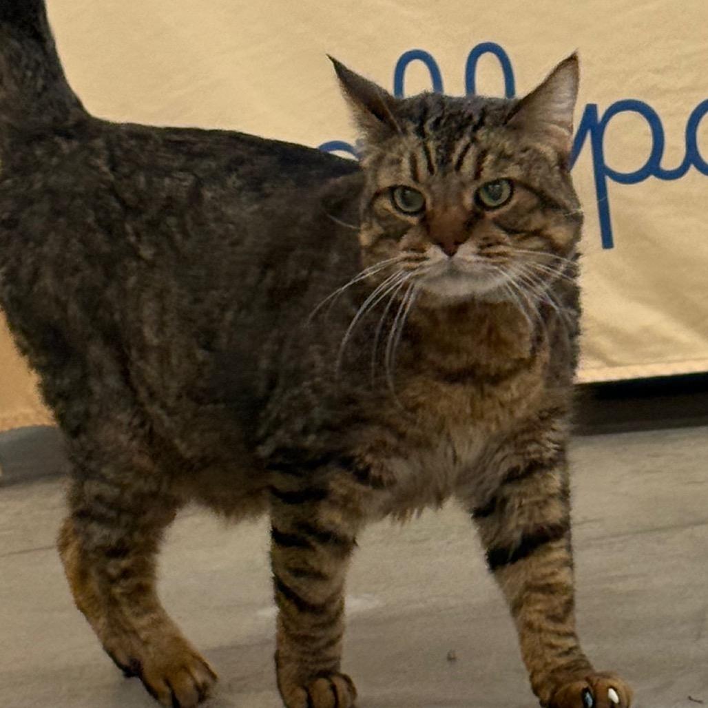 Enlarge Chico, a Adoptable Domestic Short Hair in Spanish Fork, UT image 5/6