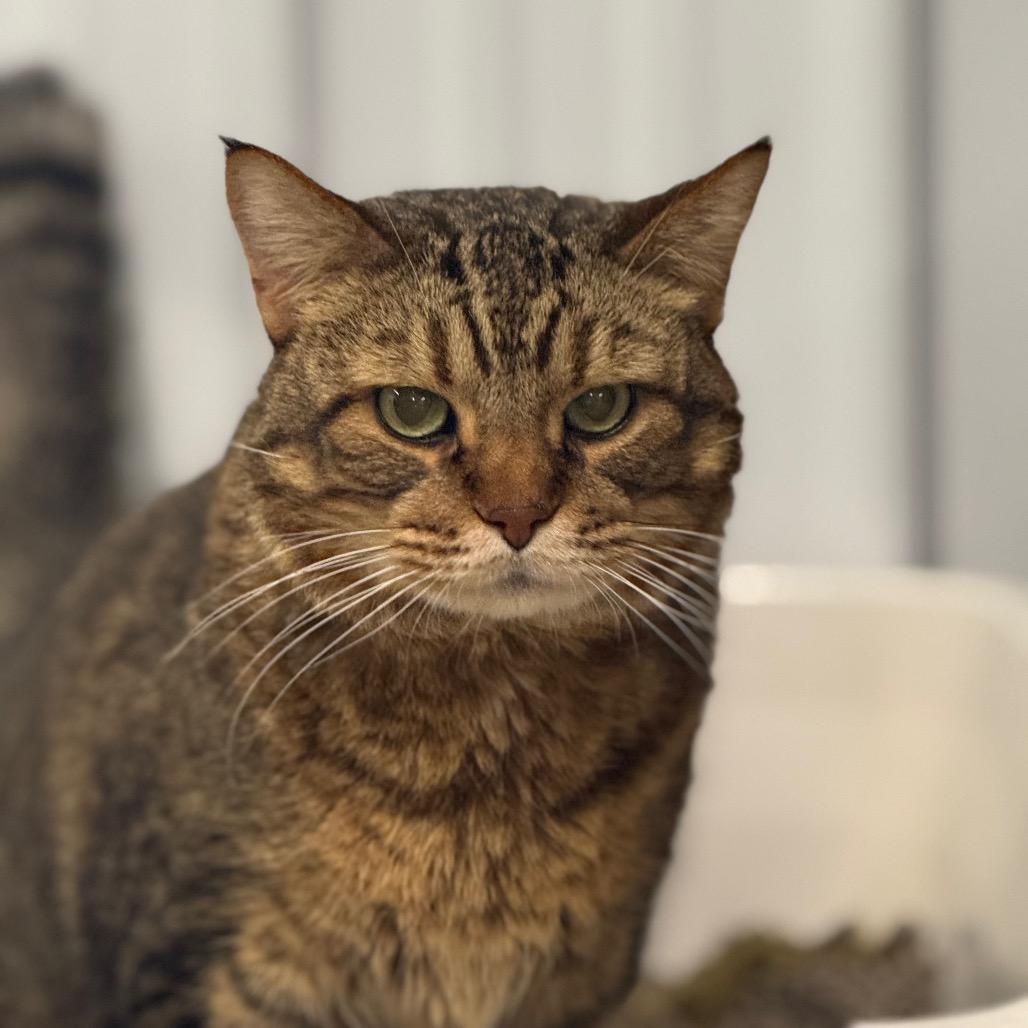 Enlarge Chico, a Adoptable Domestic Short Hair in Spanish Fork, UT image 6/6