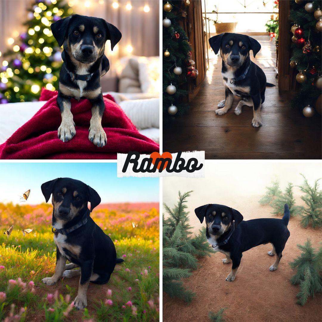 Enlarge Rambo, a Adopted mixed breed in Monroeville, PA image 1/1