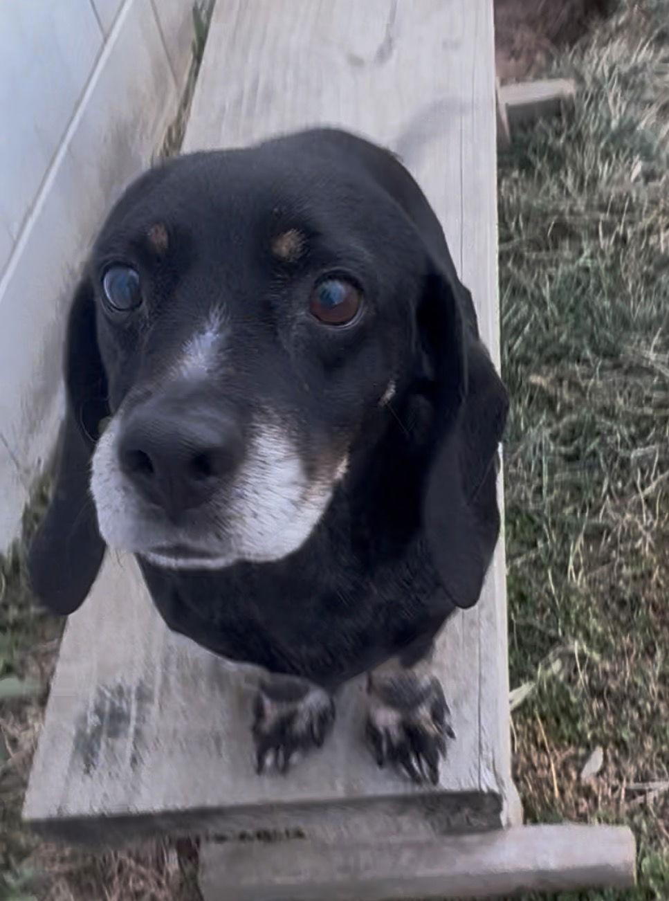 Harvey, Adopted, Senior Male Basset Hound & Dachshund.