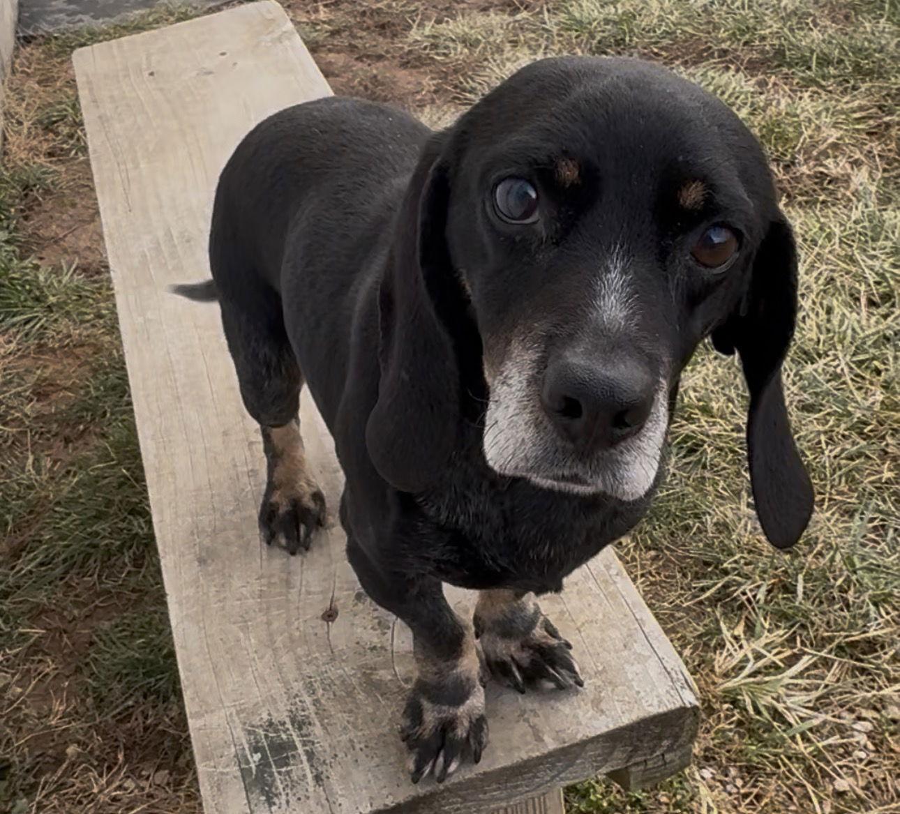 Enlarge Harvey, a Adopted mixed breed in Sistersville, WV image 3/3