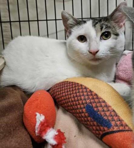 Enlarge Fresca26, a ADOPTABLE Domestic Short Hair in Milwaukee, WI image 2/2