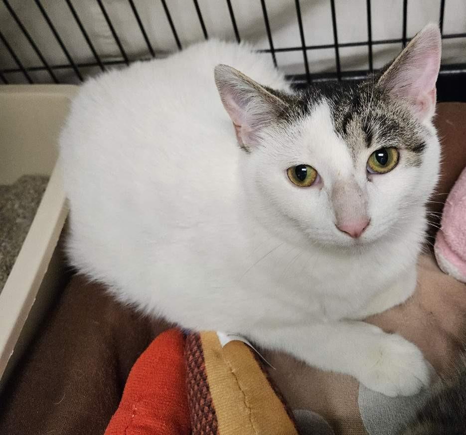 Fresca26, ADOPTABLE, Young Female Domestic Short Hair.