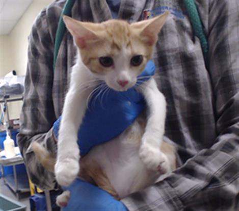 BARBARA, Adoptable, Kitten Female Domestic Short Hair.