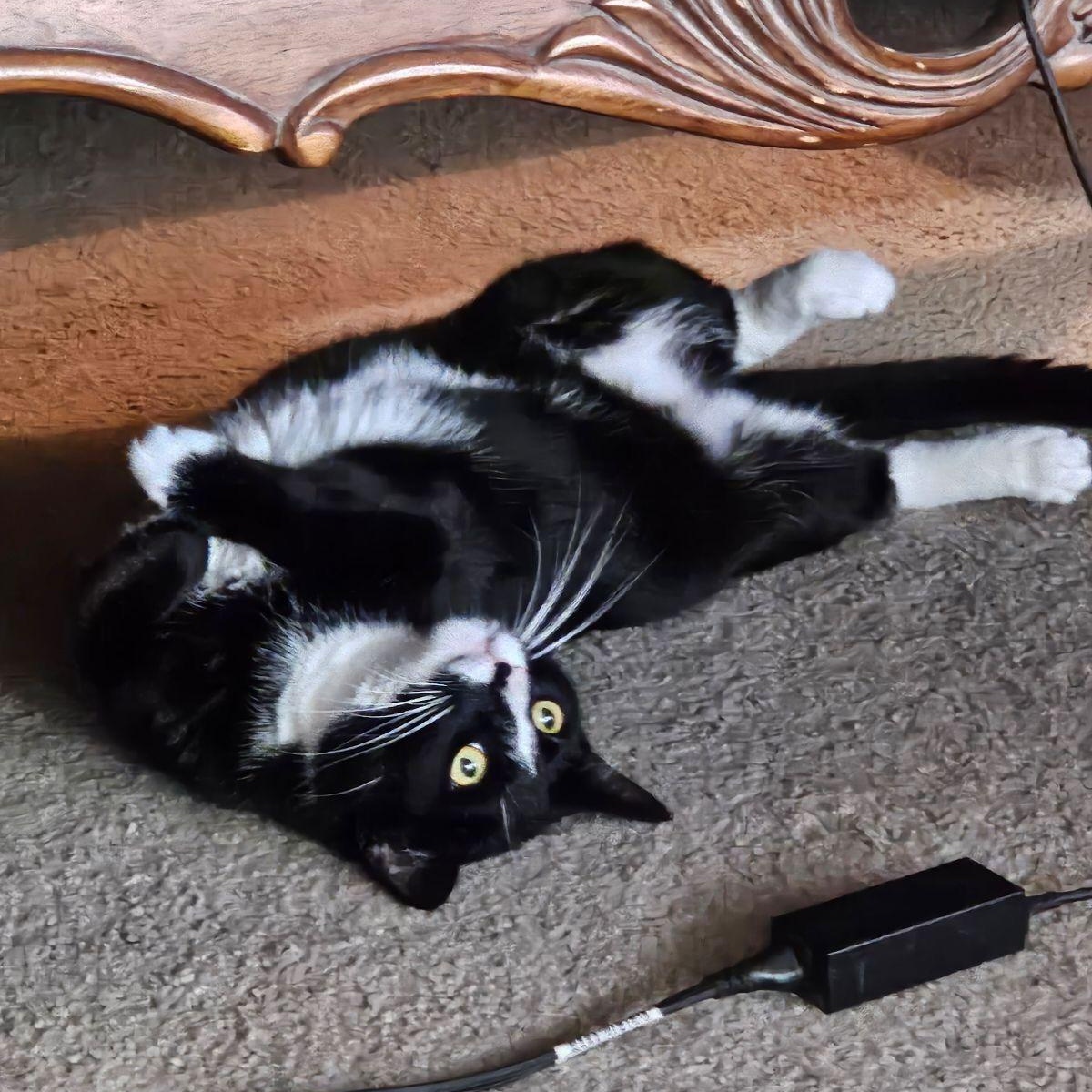 Enlarge Mozz, a Adoptable Domestic Short Hair in Los Angeles, CA image 2/6