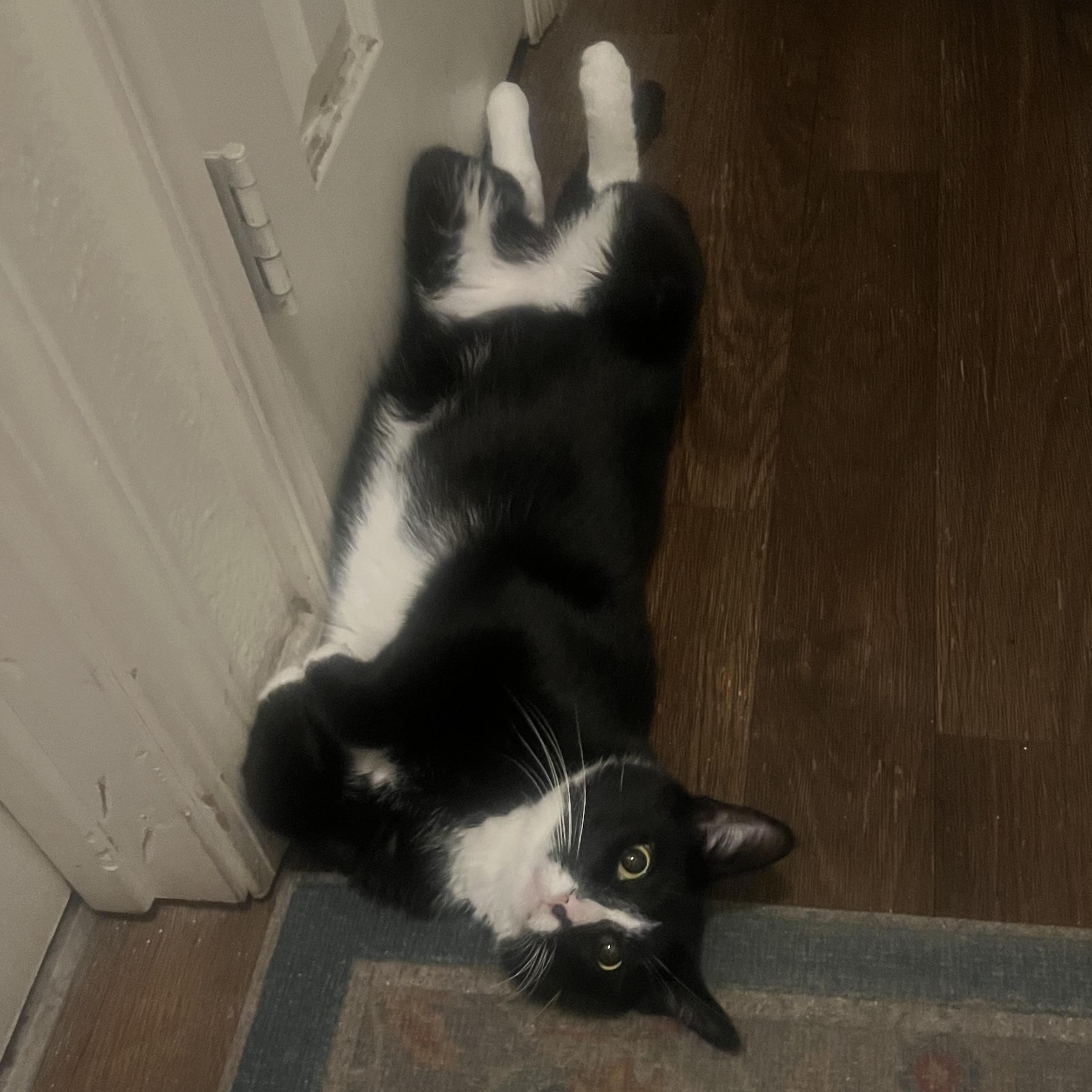 Enlarge Mozz, a Adoptable Domestic Short Hair in Los Angeles, CA image 3/6