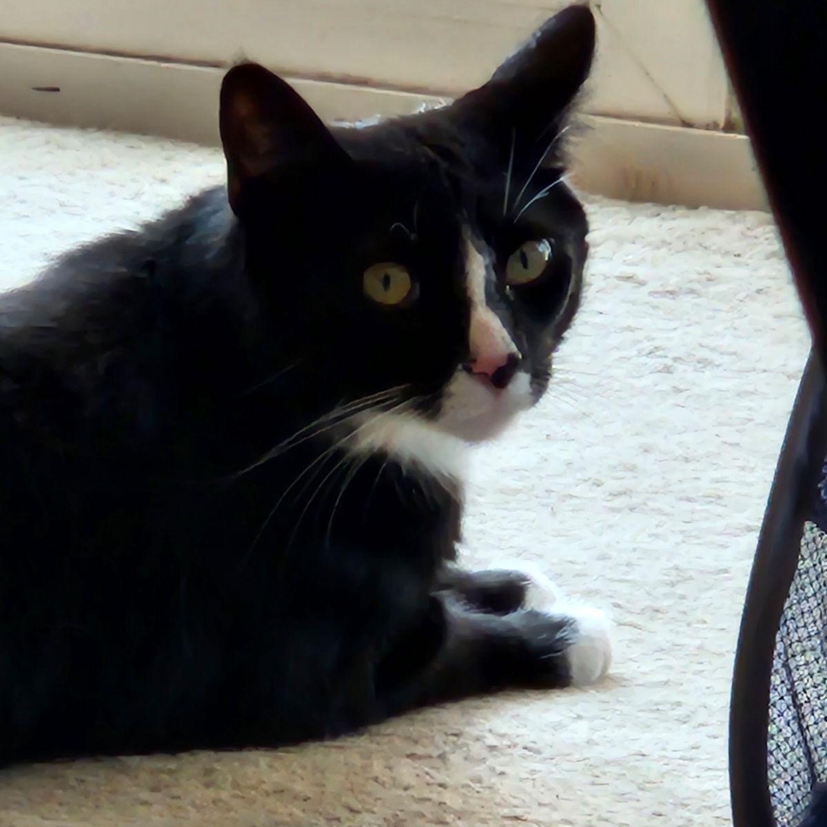 Enlarge Mozz, a Adoptable Domestic Short Hair in Los Angeles, CA image 5/6