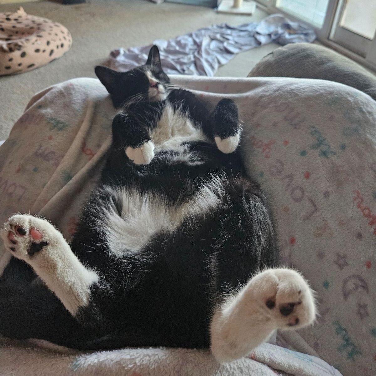 Enlarge Mozz, a Adoptable Domestic Short Hair in Los Angeles, CA image 4/6