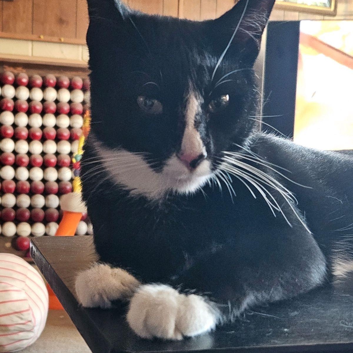 Enlarge Mozz, a Adoptable Domestic Short Hair in Los Angeles, CA image 6/6