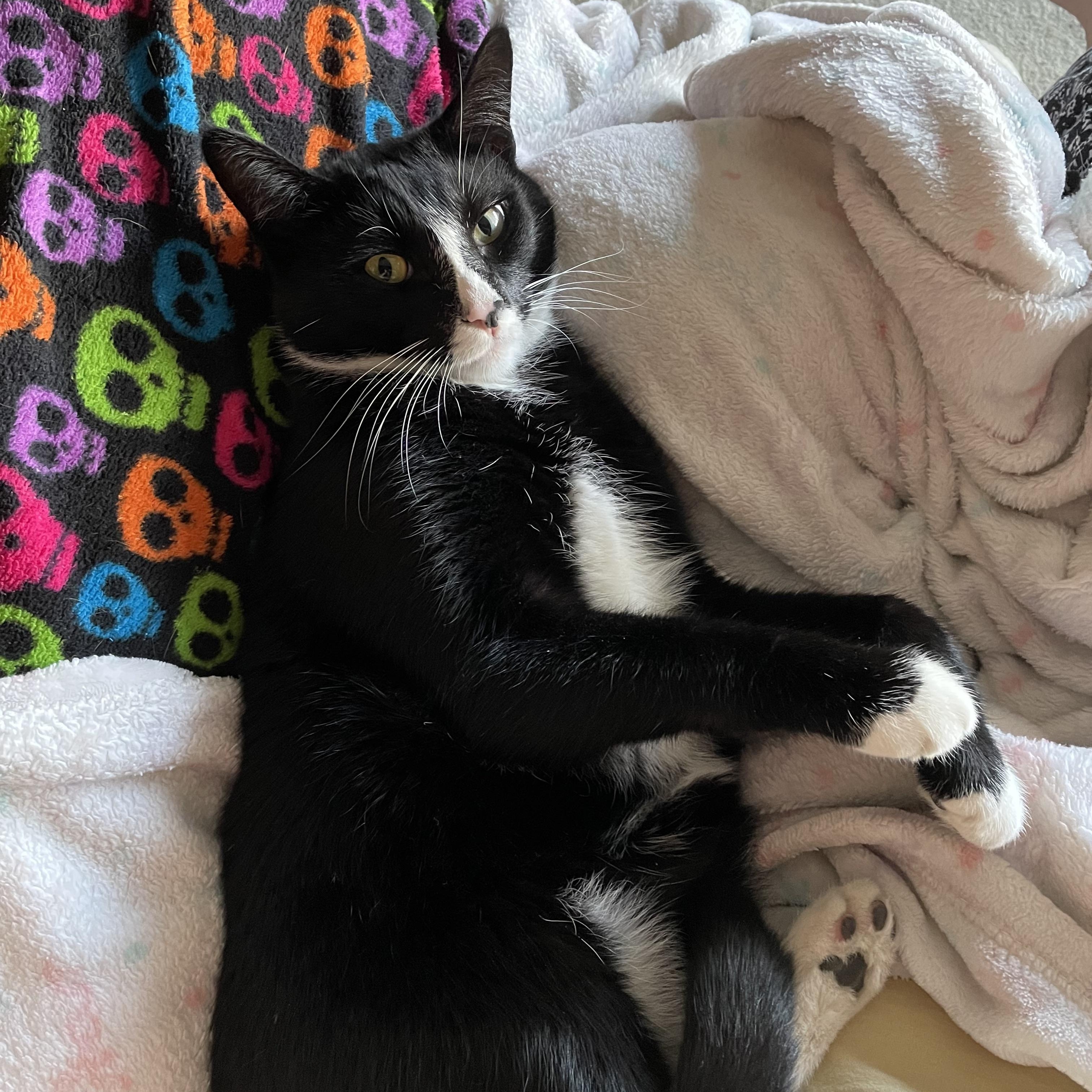 Enlarge Mozz, a Adoptable Domestic Short Hair in Los Angeles, CA image 1/6