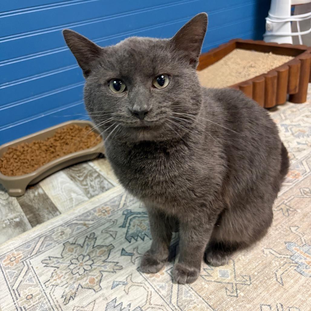 Casserole, Adoptable, Adult Male Domestic Short Hair.