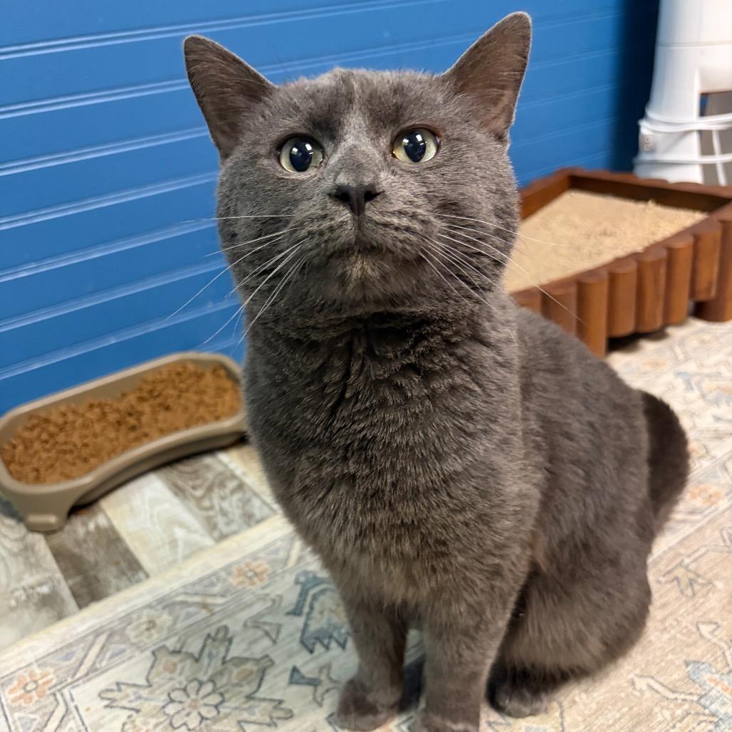 Casserole, a Adoptable Domestic Short Hair in Normal, IL image 2/3